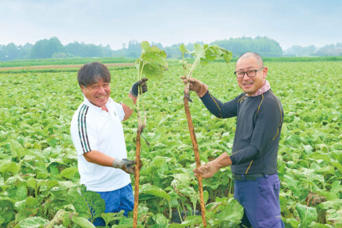 風味豊かなごぼうを、鮮度にこだわり「掘りたて」でお届け　和郷園（わごうえん）のごぼう